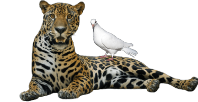 la paloma y el jaguar - mexico 1968